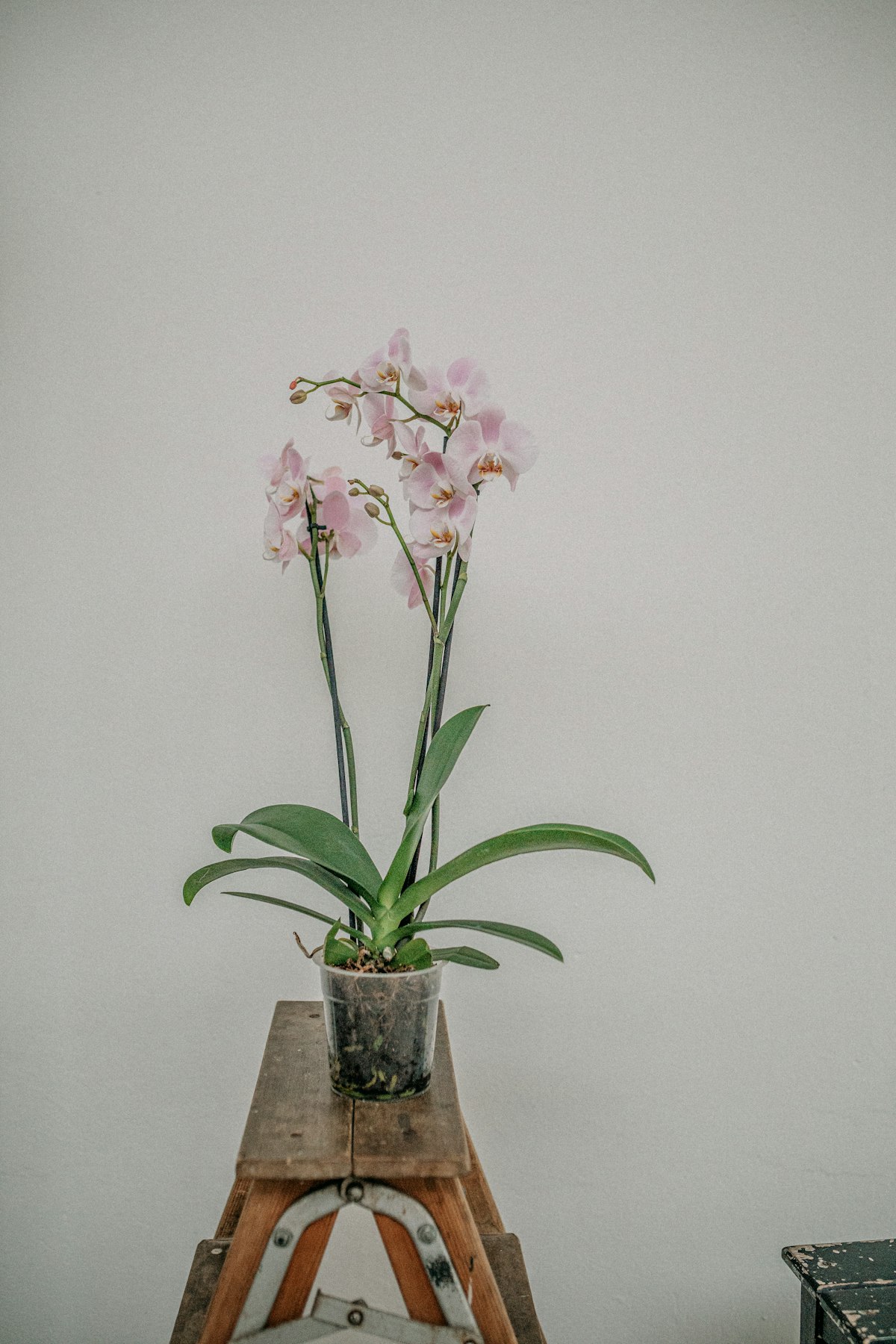 How to Repot an Orchid (Without the Existential Crisis)